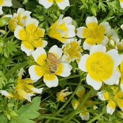 Meadowfoam -Kingsseeds Store 1 106e644f db07 48af bc1d 3766bbf3c18c