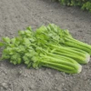 Organic Celery Tango -Kingsseeds Store 1 5759f70c af0a 4f67 8259 5d3c76cdae59
