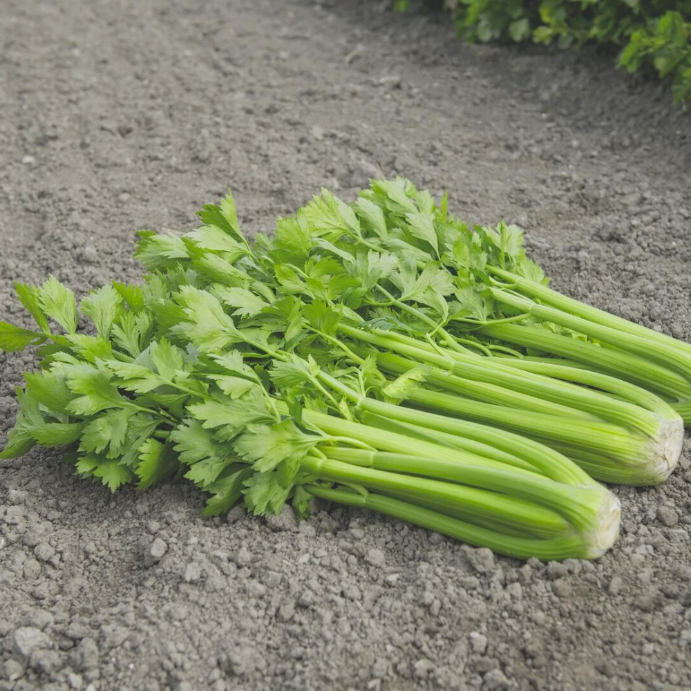 Organic Celery Tango 3 Organic Celery Tango