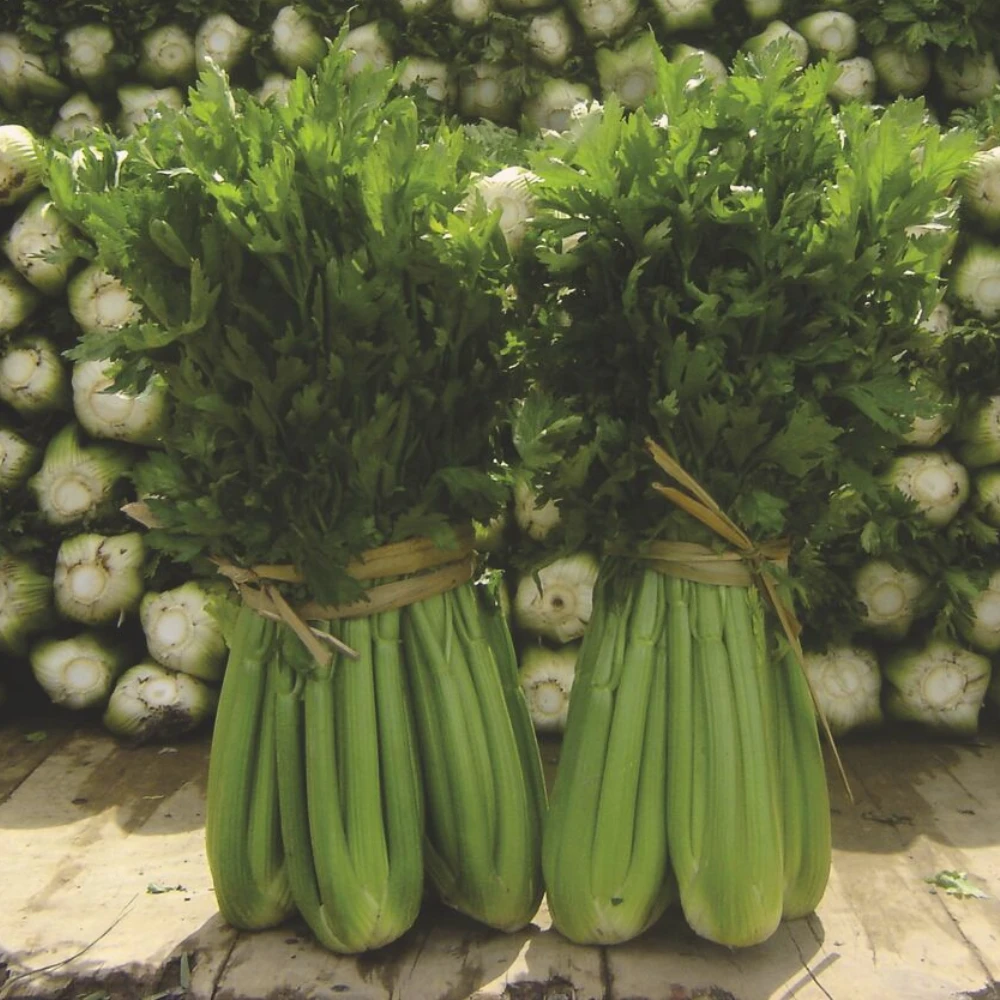 Organic Celery Tango 4 Organic Celery Tango - Image 2