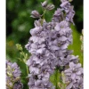 Larkspur Misty Lavender -Kingsseeds Store 2 44672705 2076 4d52 a809 534c29f1d159
