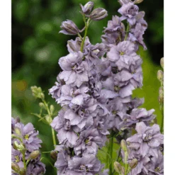 Larkspur Misty Lavender