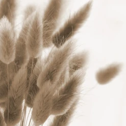 Bunny Tails Grass -Kingsseeds Store 2 a12430a1 fdca 4fa7 8543 246418955be9