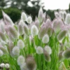 Bunny Tails Grass 1 Bunny Tails Grass -Kingsseeds Store 3 1c530307 d9cc 4c6f bdb4 703e96a870a2