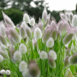 Bunny Tails Grass