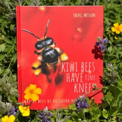 Kiwi Bees Have Tiny Knees