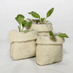 Wool Propagation Pots -Kingsseeds Store A0004 1