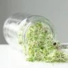 Sprouting Jar -Kingsseeds Store A0012 2 832c4ddc 72ca 439e b537 68be58b8fe7f