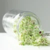 Sprouting Jar -Kingsseeds Store A0012 2 832c4ddc 72ca 439e b537 68be58b8fe7f scaled