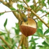 Wild Bird Coconut Feeder 1 Wild Bird Coconut Feeder -Kingsseeds Store A0017 1 f58c79cf de41 438b bd75 6139a4a6635f