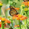 Butterfly Beauties -Kingsseeds Store C0502 84d0ea16 d88b 44bf ae82 bdd2aee763fc