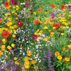 Wonderful Wildflowers
