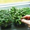 Gourmet Microgreens 1 Gourmet Microgreens -Kingsseeds Store C0519 6c5983a4 83f3 4480 9d85 3efb813fca40