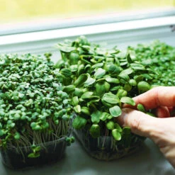 Gourmet Microgreens