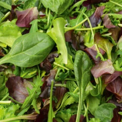 Salad Leaves