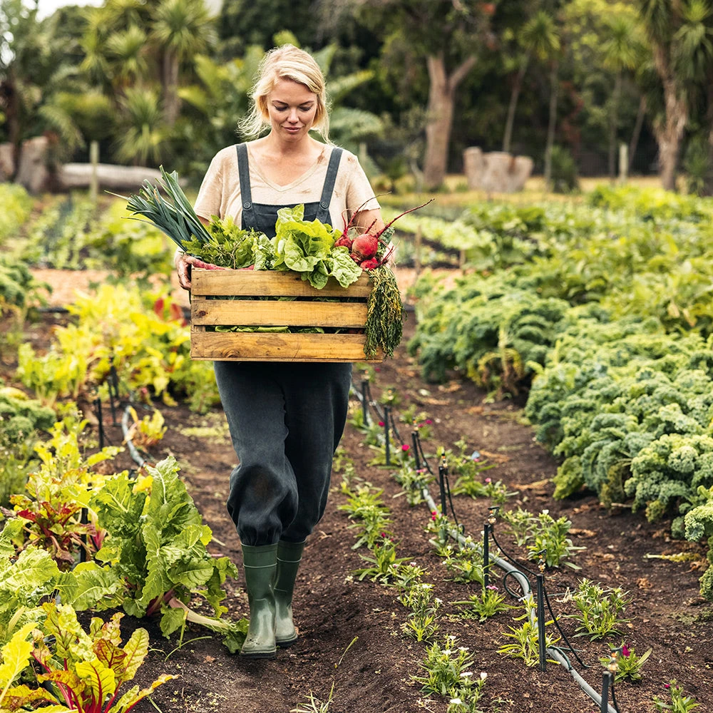 Organic Autumn Vegetables 3 Organic Autumn Vegetables