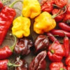 Hot Chilli -Kingsseeds Store C0526 42323d8c 06ae 4413 a6f1 e7b6a7aeb05c