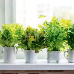 Container Salad Vegetables