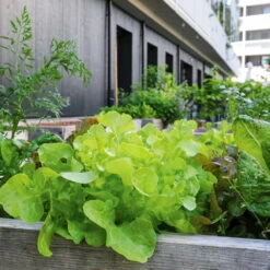 Container Spring Vegetables