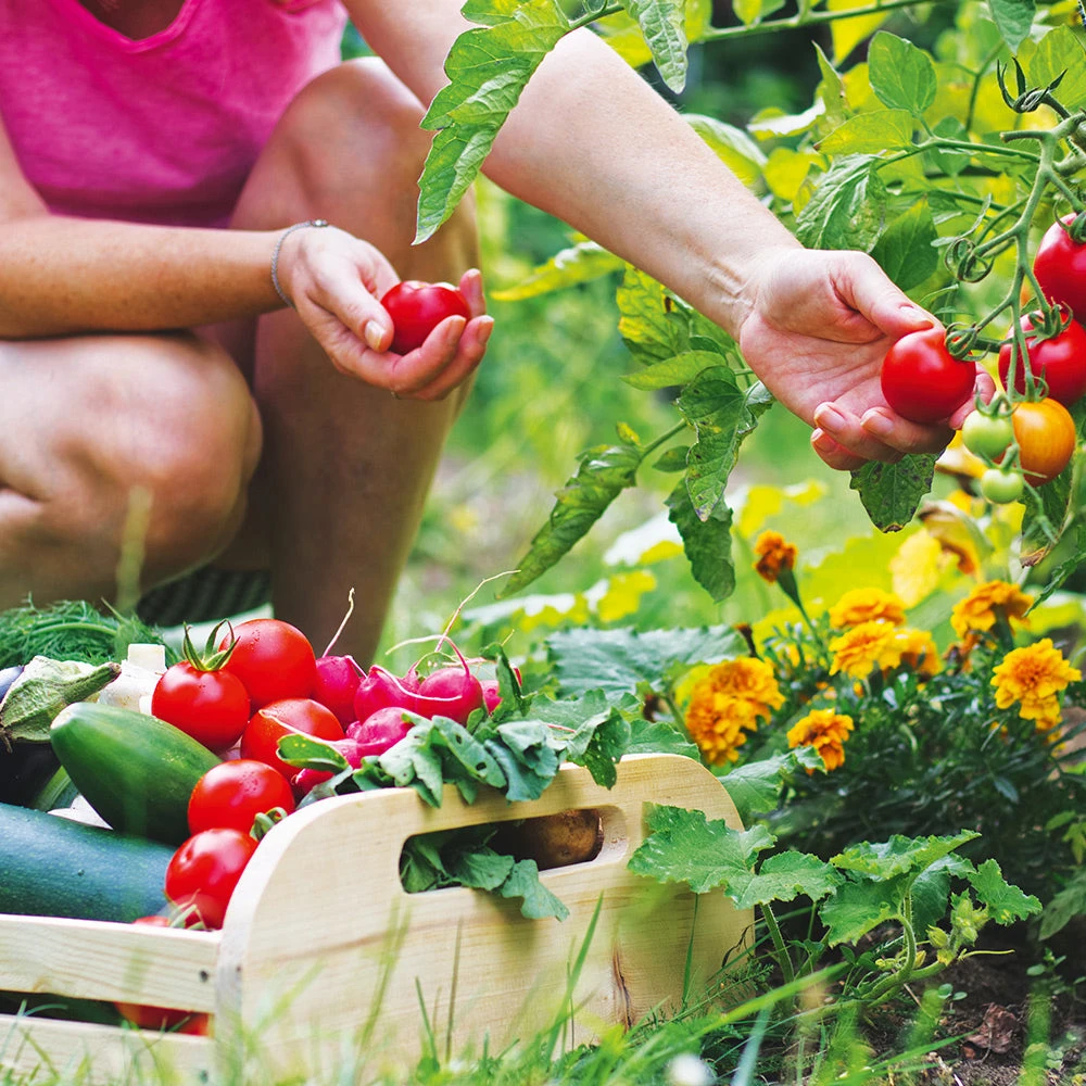 Heirloom Spring Vegetables 3 Heirloom Spring Vegetables