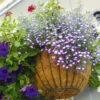 Flowers For Hanging Baskets -Kingsseeds Store C0543 1d6150af eab3 4b26 873f 201ac73bb15a