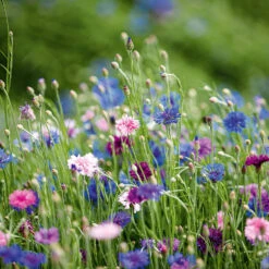 Spring Annual Flowers