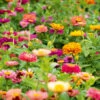 Autumn Annual Flowers -Kingsseeds Store C0547 fda05403 c168 480e 851f 19f9562911ca