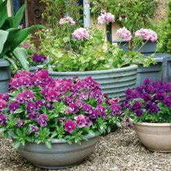 Flowers For Containers