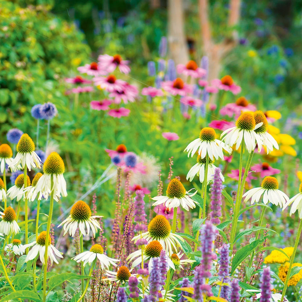 Flowers For Borders 3 Flowers For Borders