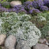 Ground Covers -Kingsseeds Store C0551 d912bace 736e 4a7e 940f 5d6404c1e123