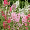 Cottage Garden -Kingsseeds Store C0557 1