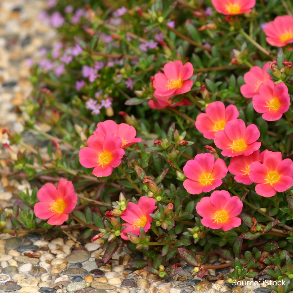 Drought Tolerant Flowers 3 Drought Tolerant Flowers