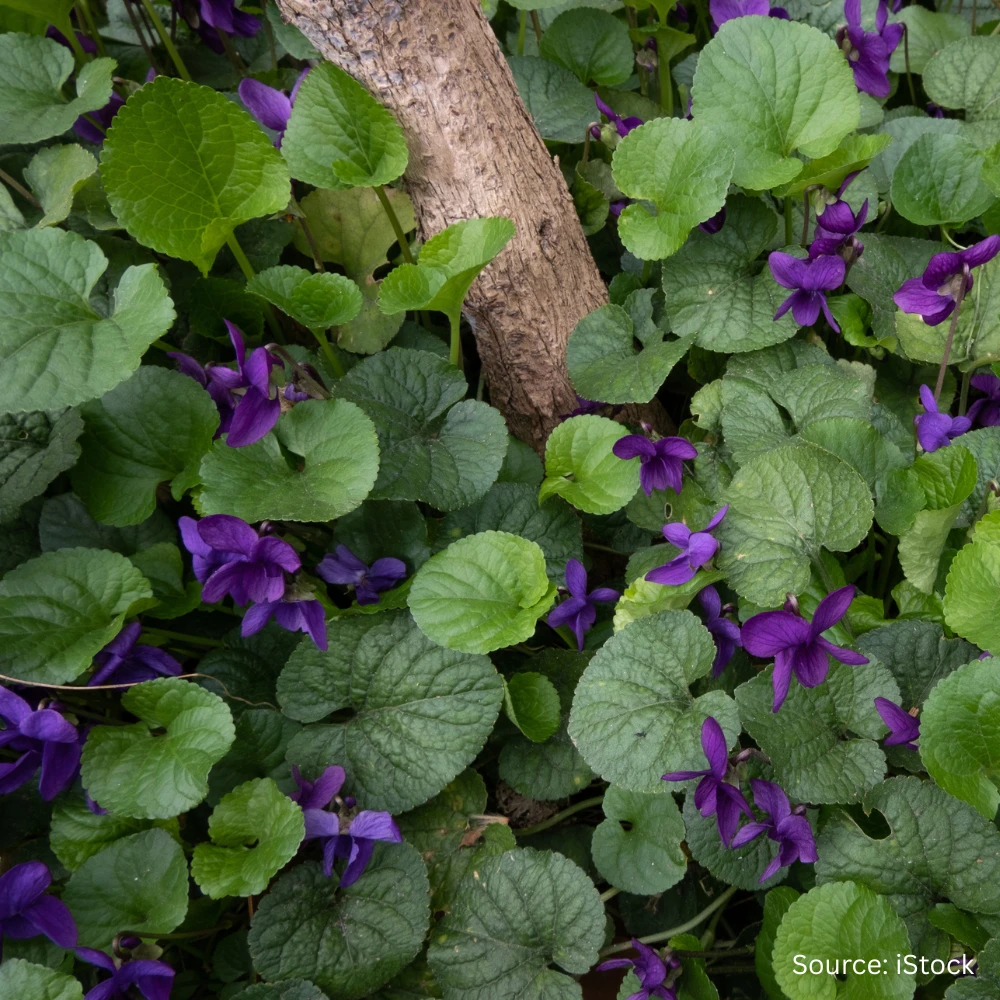 Flowers For Shade 3 Flowers For Shade