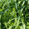 Green Manure -Kingsseeds Store C0562 1
