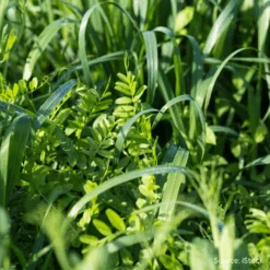 Green Manure