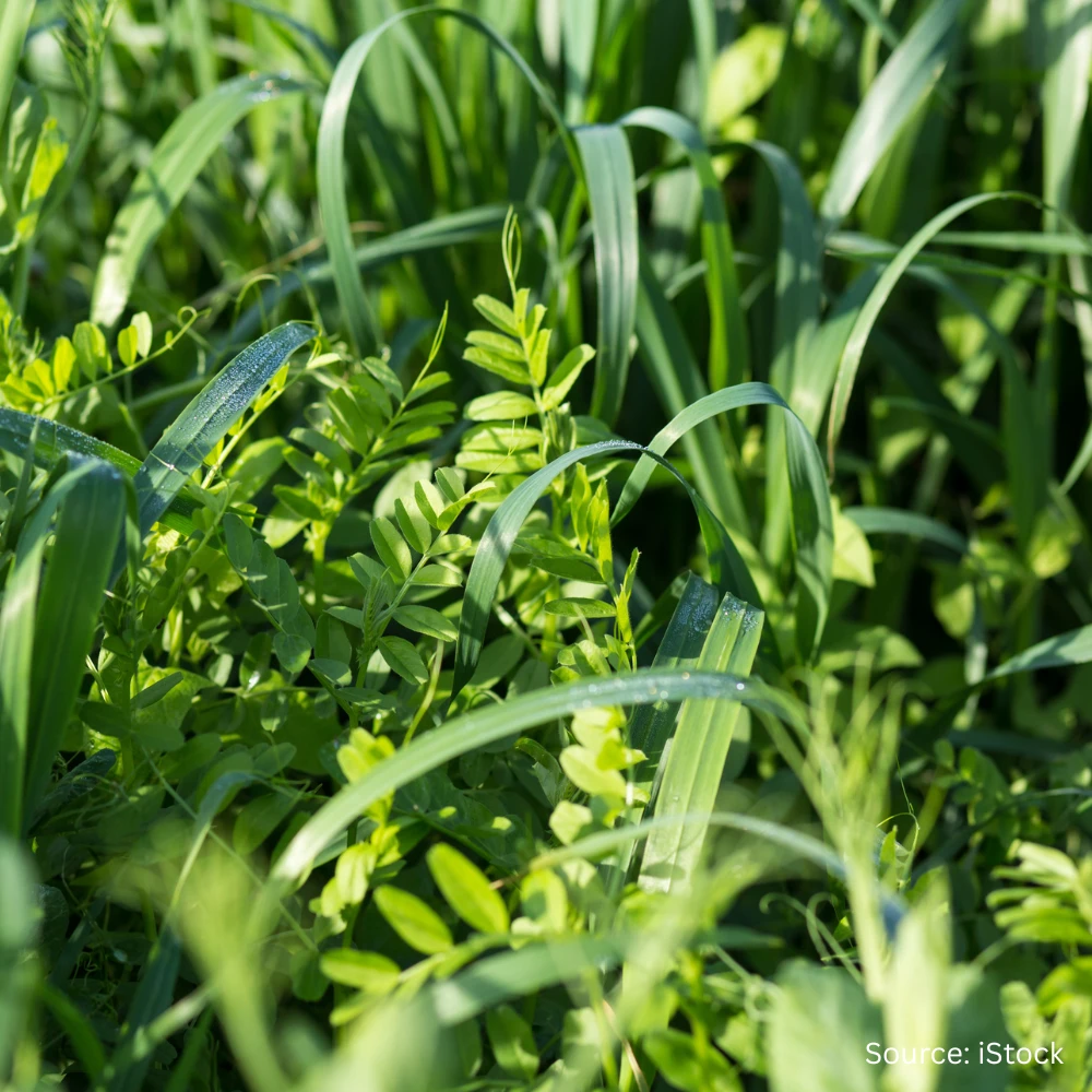 Green Manure 3 Green Manure