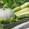Best Of Cucurbits -Kingsseeds Store C0569 1