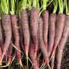 Carrot Nutri-Purple F1 -Kingsseeds Store CarrotNutri Purple