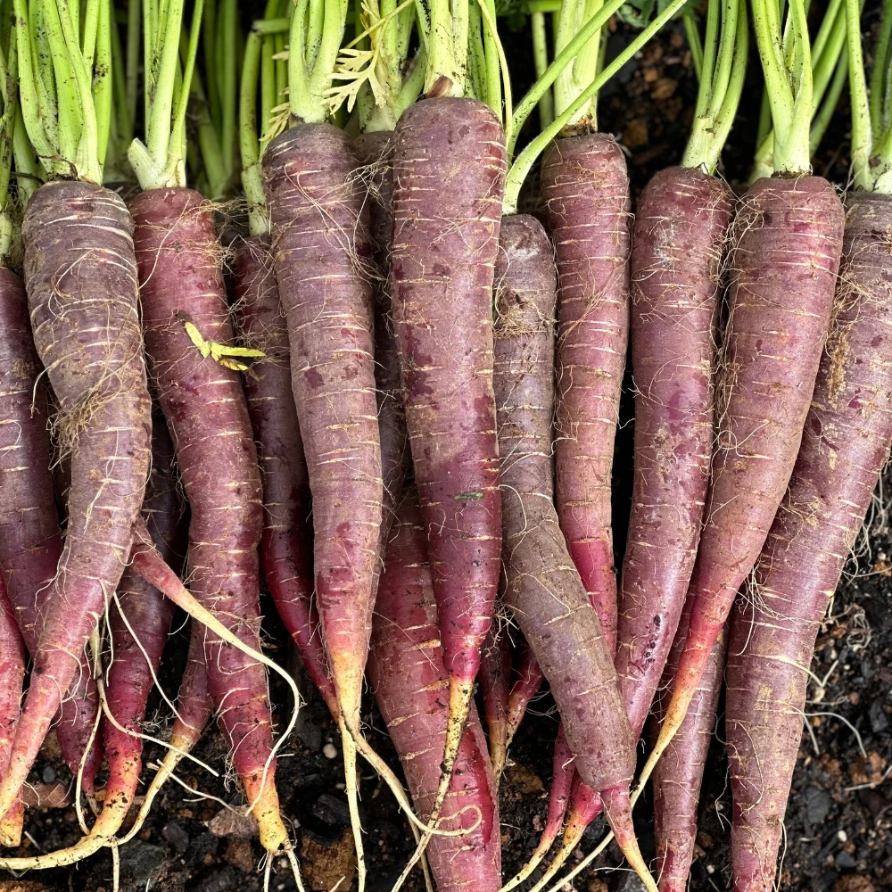 Carrot Nutri-Purple F1 3 Carrot Nutri-Purple F1