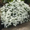 Achillea Double Pearl -Kingsseeds Store F1000 1 4f11d539 b6c6 4975 bc83 cddd8ff25380