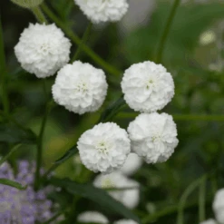 Achillea Double Pearl -Kingsseeds Store F1000 3