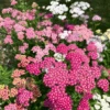 Achillea Pastel Fruits -Kingsseeds Store F1001 2
