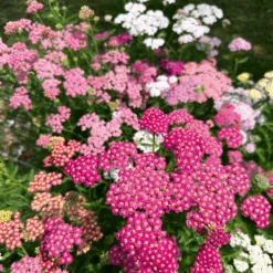 Achillea Pastel Fruits