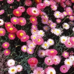 Helipterum Summer Giants