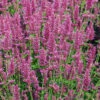 Agastache Arcado Pink -Kingsseeds Store F1003 1 c477d31d 6ba2 418b 817b 1dd2dbb522d5