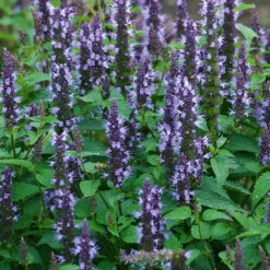 Agastache Astello Indigo