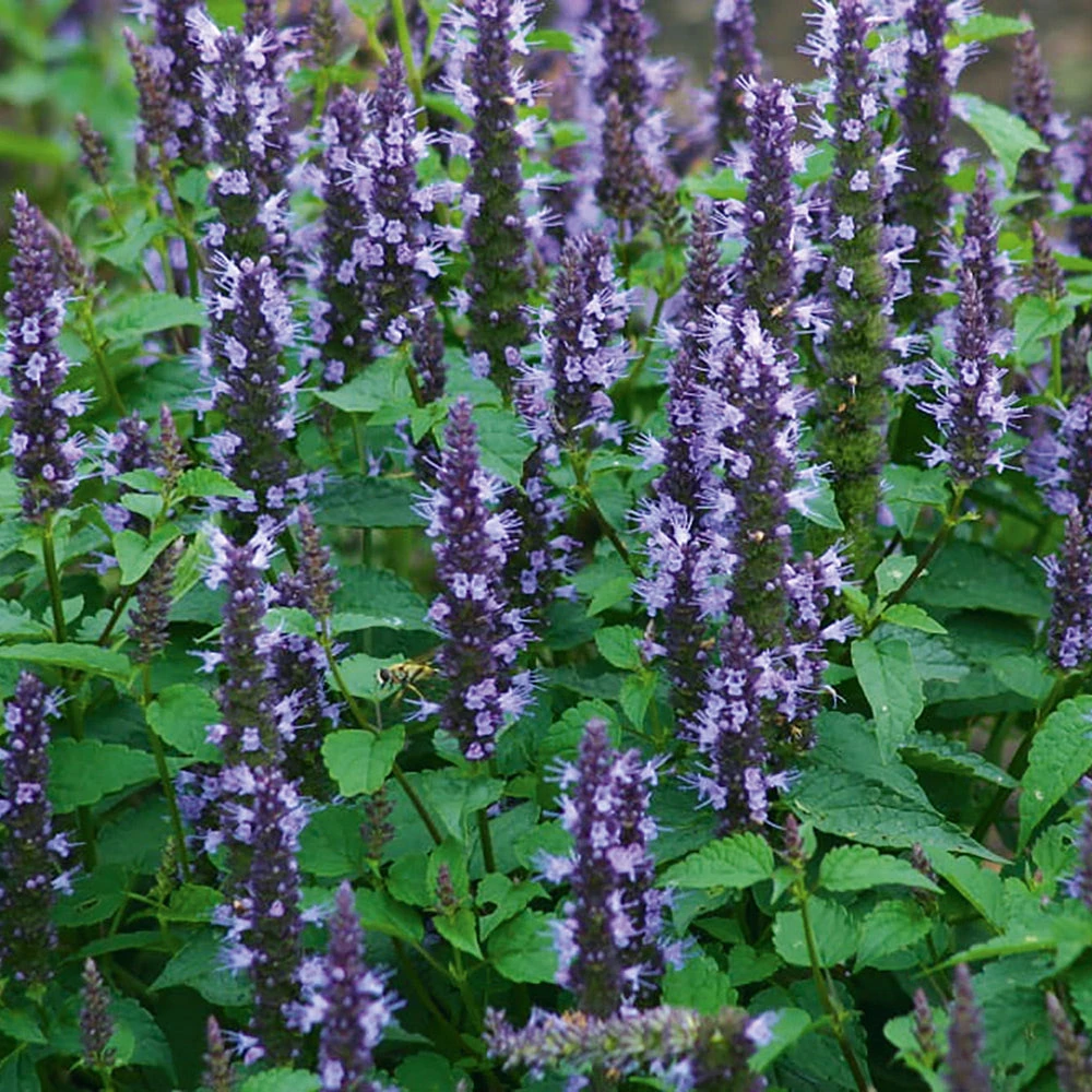 Agastache Astello Indigo 3 Agastache Astello Indigo