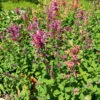 Agastache Fragrant Carpet 1 Agastache Fragrant Carpet -Kingsseeds Store F1005 1 2e54c991 87a4 4254 b957 e3ffeced2d8b
