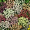 Alyssum Painter's Palette