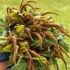 Amaranthus Hot Biscuits -Kingsseeds Store F1009 1 457a9759 ae00 4c0c ab3d 2cad2080d24d